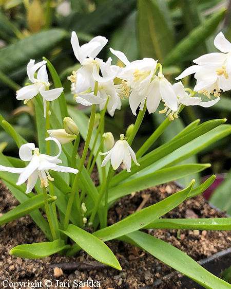 Scilla siberica 'Alba', idänsinililja